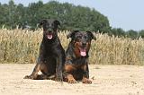 BEAUCERON - ADULTS and PUPPIES 001